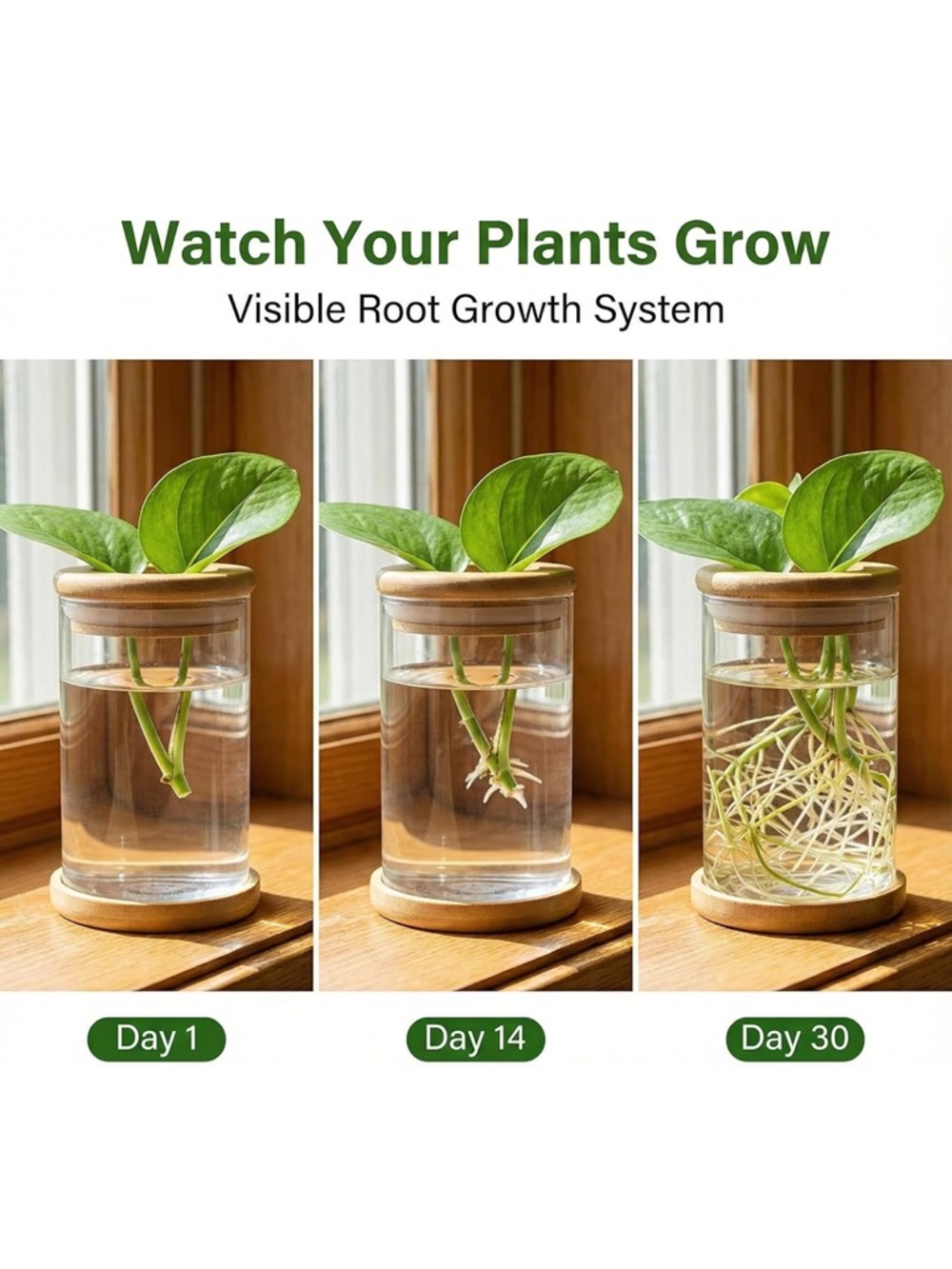 🌿 Minimalist Propagation Station | Visible Root Growth Planter 🌿 - Picture 4 of 6